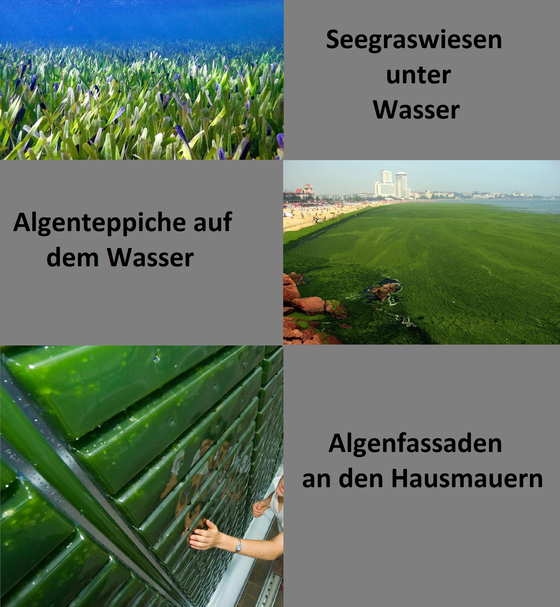Algen, Seegras & Cannabis