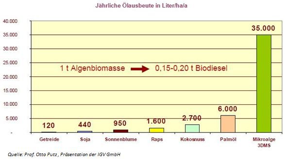 Algen-Biodiesel Ölgehalt